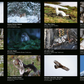 Kalender 2027 Tiere der Alpen, Hanspeter Latour, Levio Sturzenegger, SAC-Shop