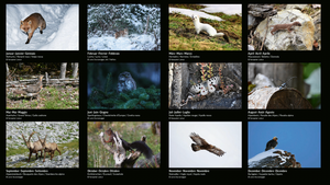 Kalender 2027 Tiere der Alpen, Hanspeter Latour, Levio Sturzenegger, SAC-Shop